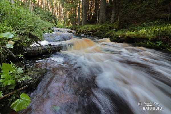 Novohradské hory-Pohořský Creek (Nov)