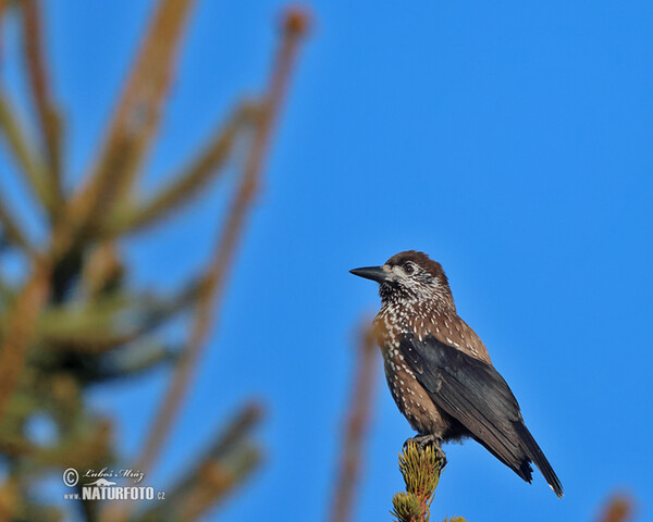 Nutcracker (Nucifraga caryocatactes)