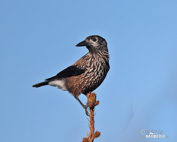 Nutcracker (Nucifraga caryocatactes)