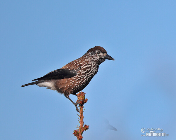 Nutcracker (Nucifraga caryocatactes)