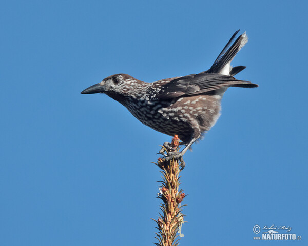 Nutcracker (Nucifraga caryocatactes)