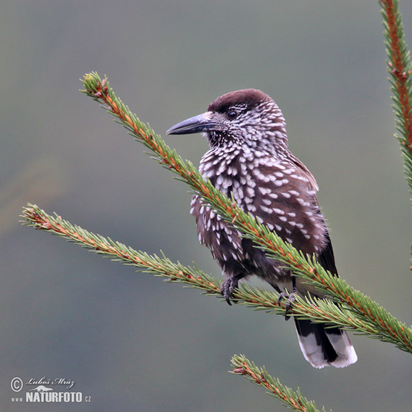 Nutcracker (Nucifraga caryocatactes)