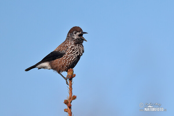 Nutcracker (Nucifraga caryocatactes)