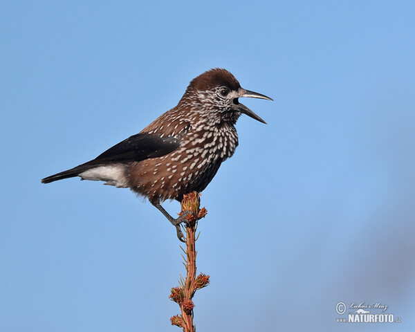 Nutcracker (Nucifraga caryocatactes)