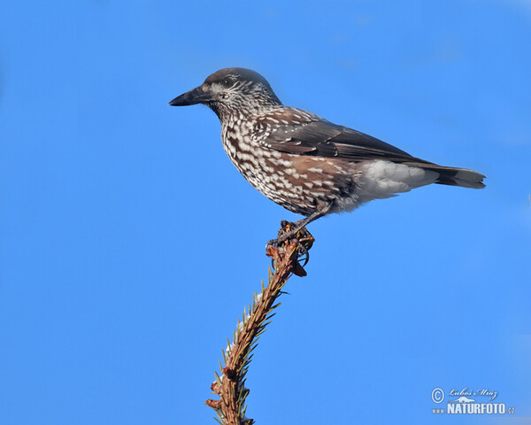 Nutcracker (Nucifraga caryocatactes)