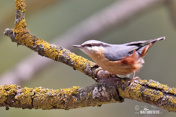 Nuthatch (Sitta europaea)