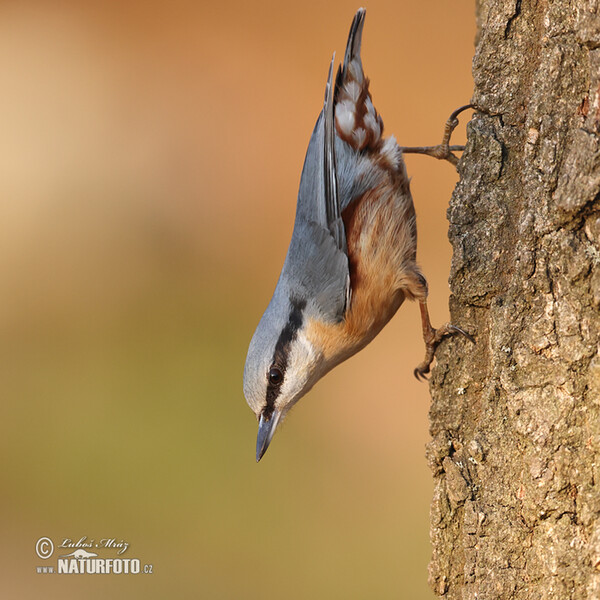 Nuthatch (Sitta europaea)