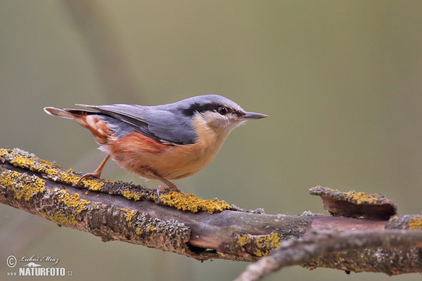 Nuthatch (Sitta europaea)