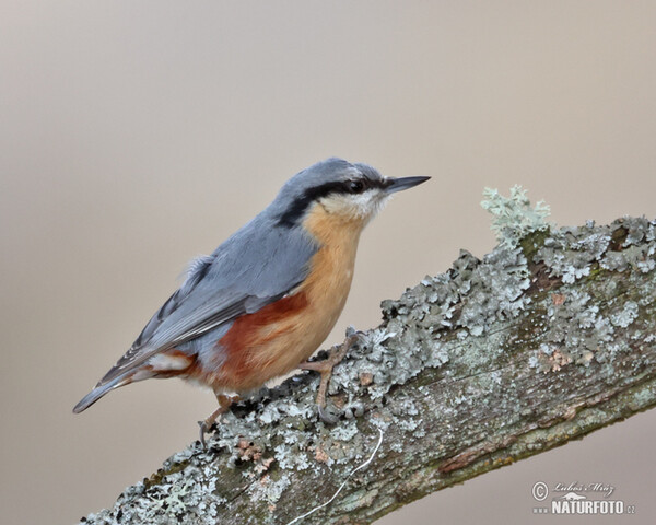 Nuthatch (Sitta europaea)