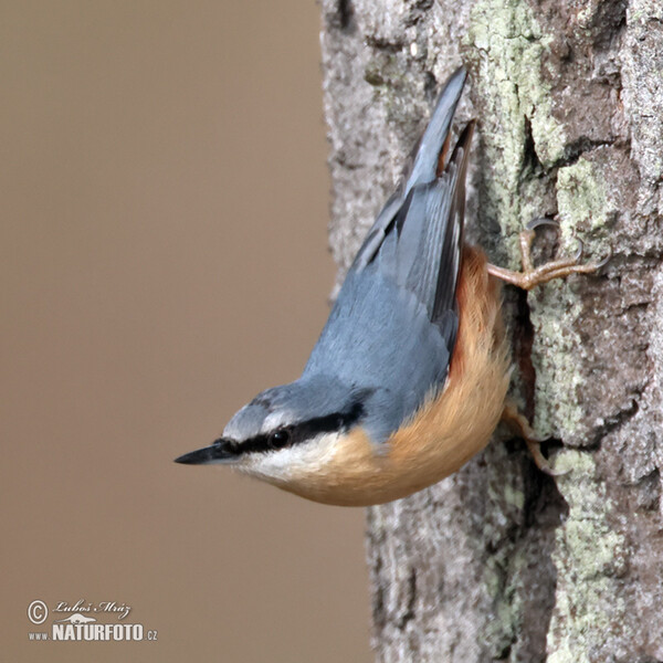 Nuthatch (Sitta europaea)