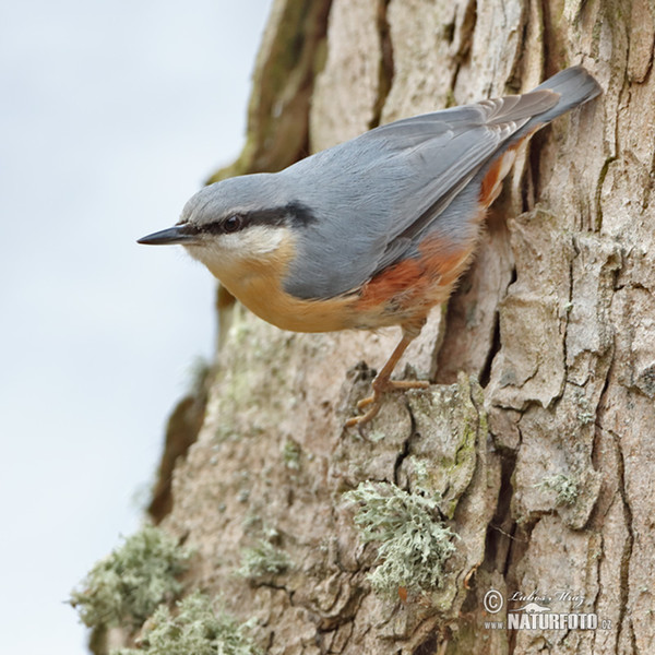 Nuthatch (Sitta europaea)