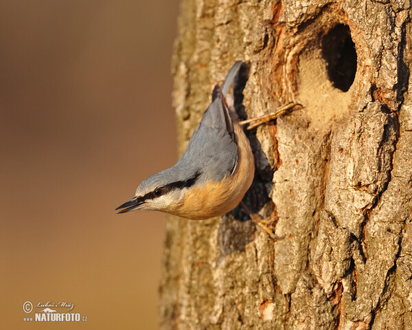 Nuthatch (Sitta europaea)