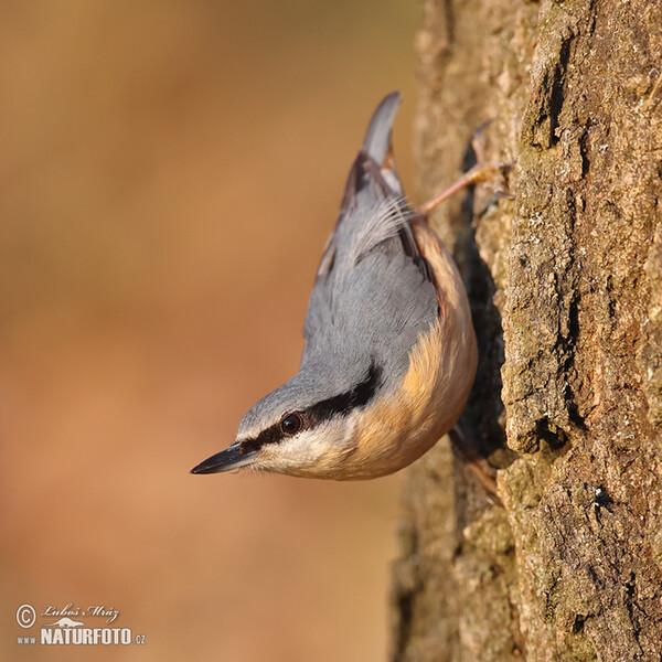 Nuthatch (Sitta europaea)