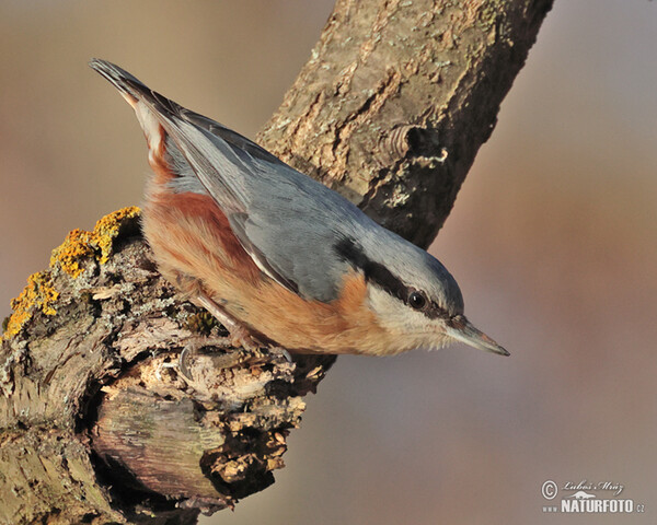 Nuthatch (Sitta europaea)