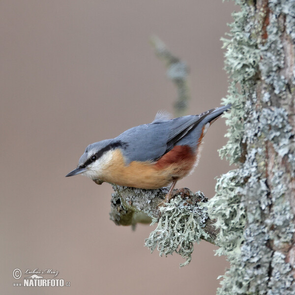 Nuthatch (Sitta europaea)