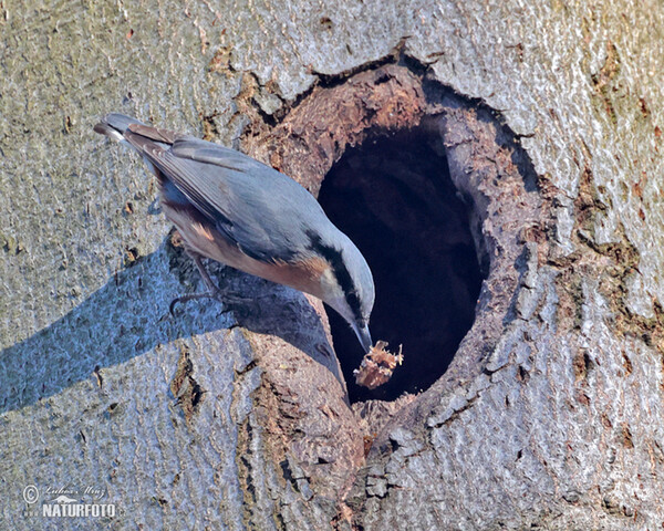 Nuthatch (Sitta europaea)