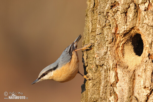 Nuthatch (Sitta europaea)