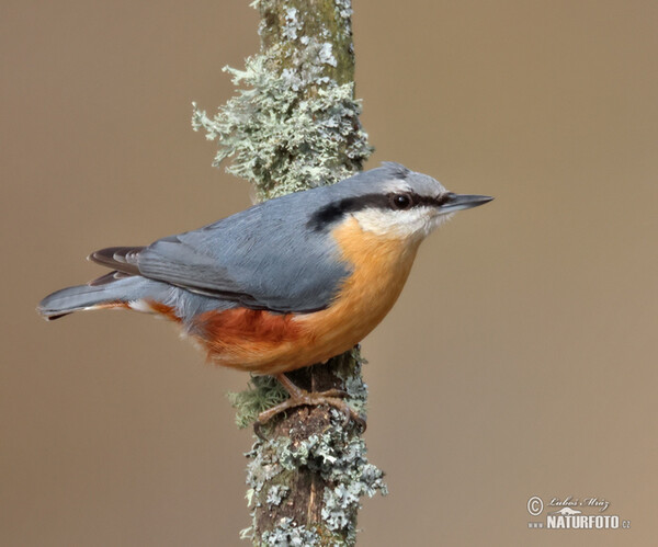 Nuthatch (Sitta europaea)