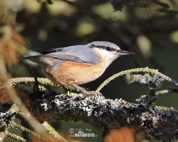 Nuthatch (Sitta europaea)