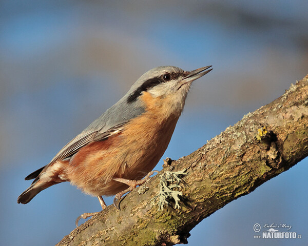 Nuthatch (Sitta europaea)