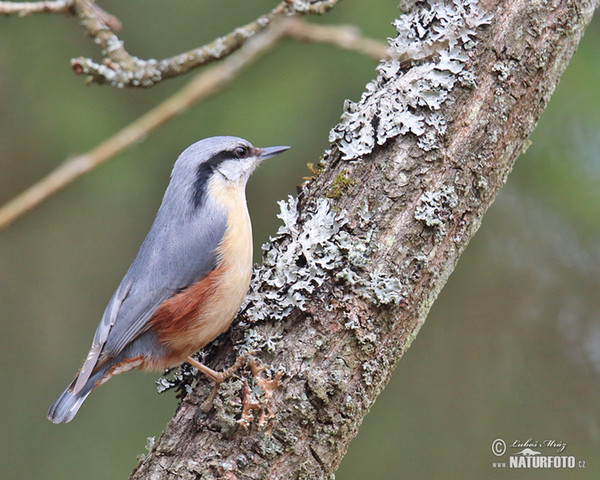 Nuthatch (Sitta europaea)