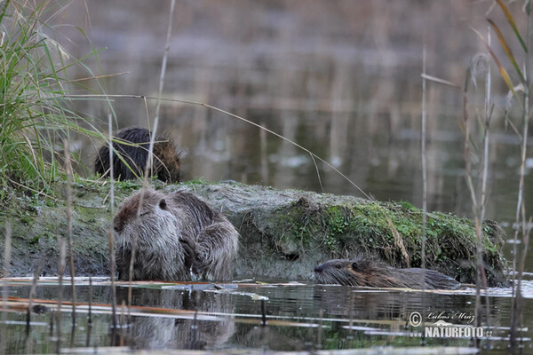 Nutria, Coypu (Myocastor coypus)