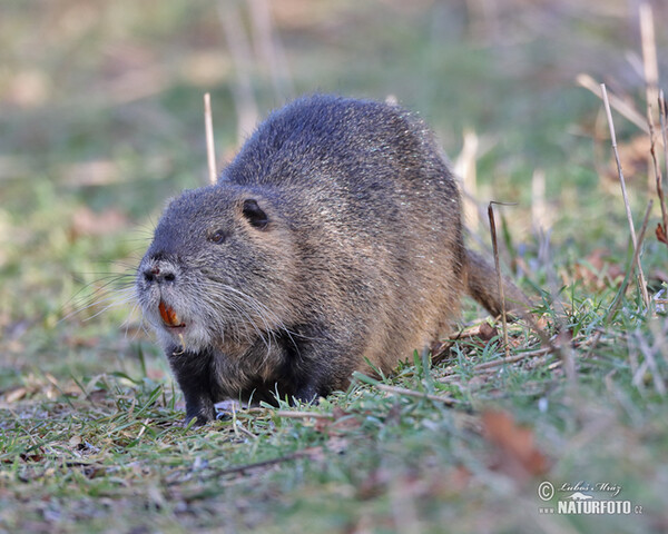 Nutria, Coypu (Myocastor coypus)