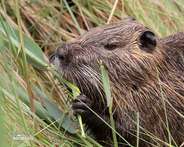 Nutria, Coypu (Myocastor coypus)