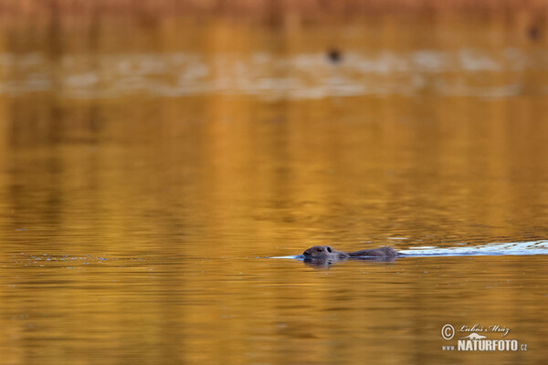 Nutria, Coypu (Myocastor coypus)