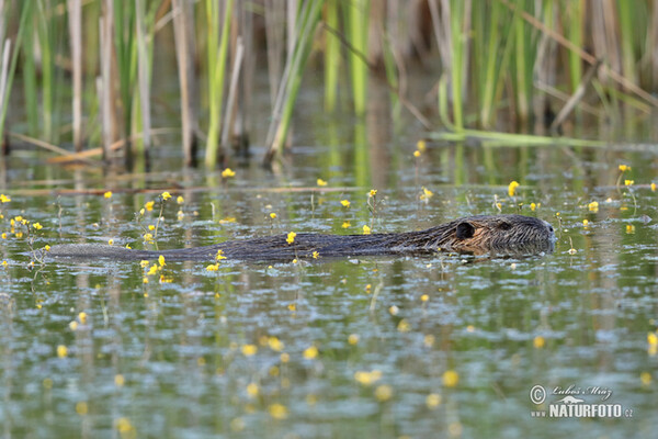 Nutria, Coypu (Myocastor coypus)