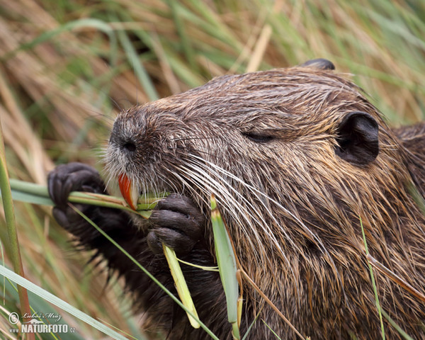 Nutria, Coypu (Myocastor coypus)