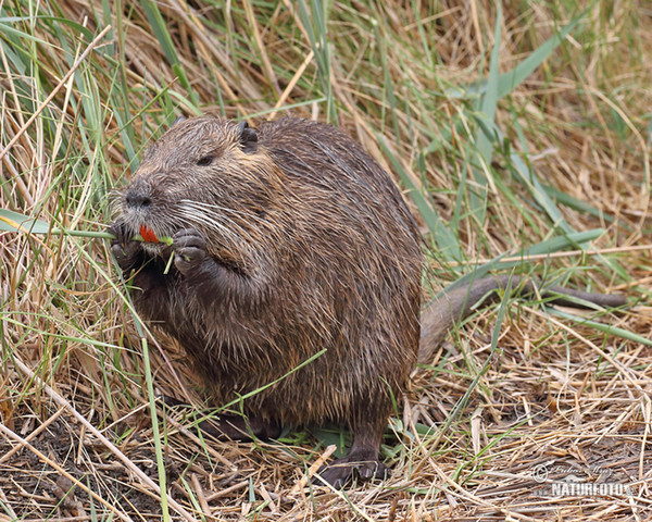 Nutria, Coypu (Myocastor coypus)