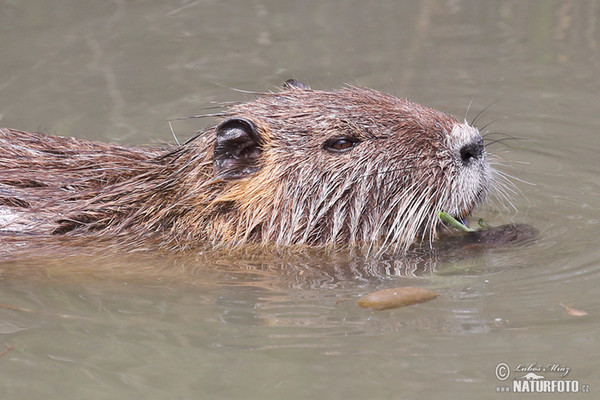 Nutria, Coypu (Myocastor coypus)