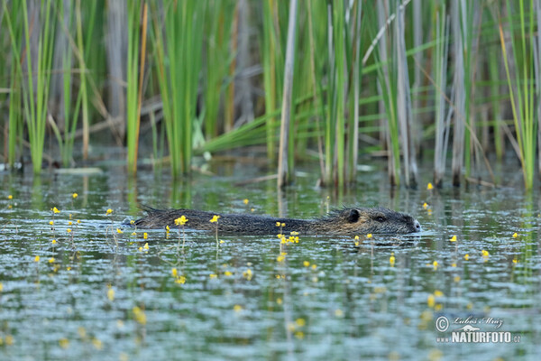 Nutria, Coypu (Myocastor coypus)