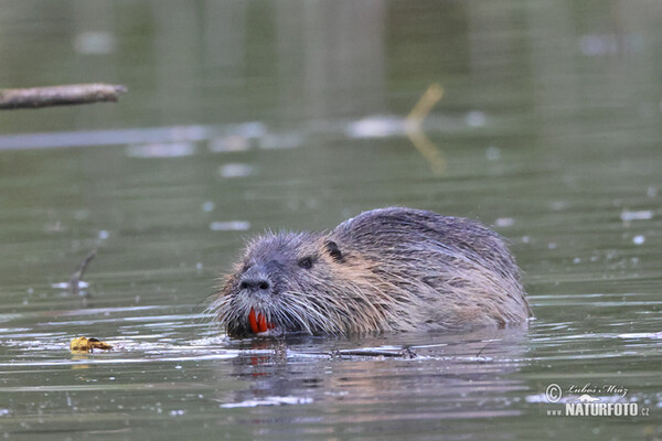 Nutria, Coypu (Myocastor coypus)