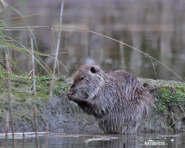 Nutria, Coypu (Myocastor coypus)