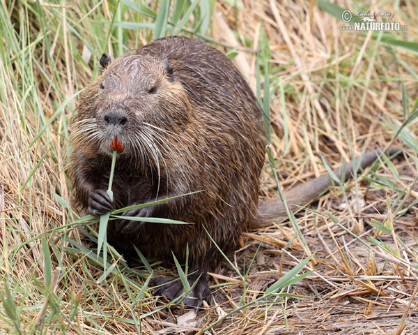 Nutria, Coypu (Myocastor coypus)