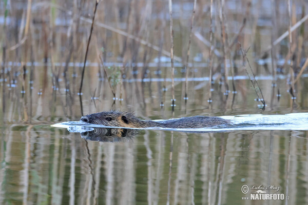 Nutria, Coypu (Myocastor coypus)