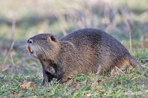 Nutria, Coypu (Myocastor coypus)