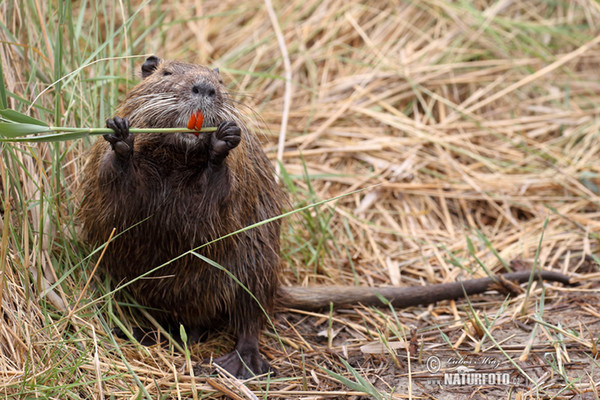 Nutria, Coypu (Myocastor coypus)