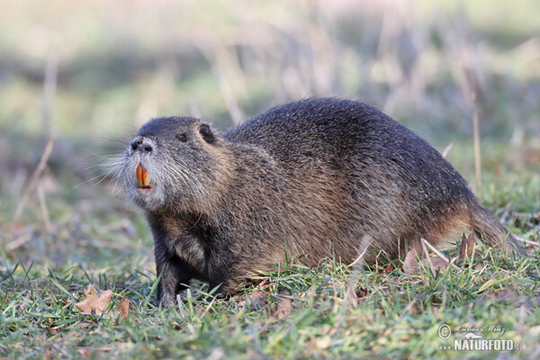 Nutria, Coypu (Myocastor coypus)