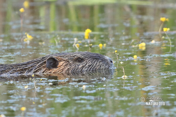 Nutria, Coypu (Myocastor coypus)