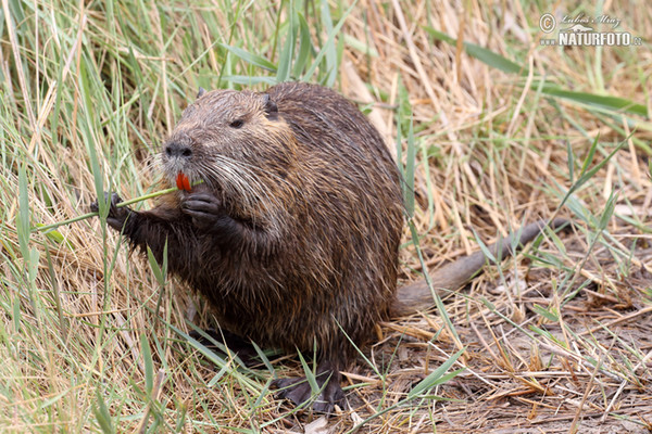 Nutria, Coypu (Myocastor coypus)