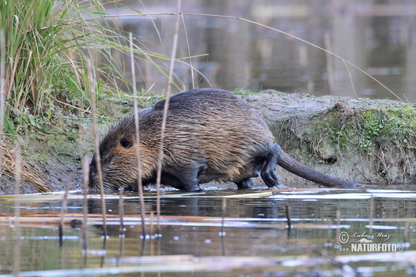 Nutria, Coypu (Myocastor coypus)