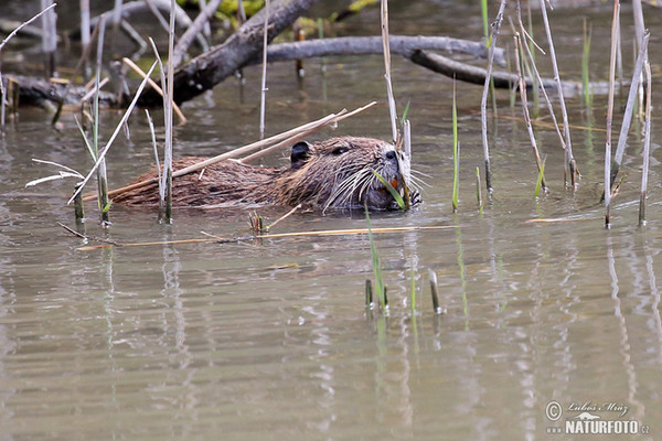 Nutria, Coypu (Myocastor coypus)