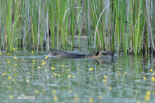 Nutria, Coypu (Myocastor coypus)