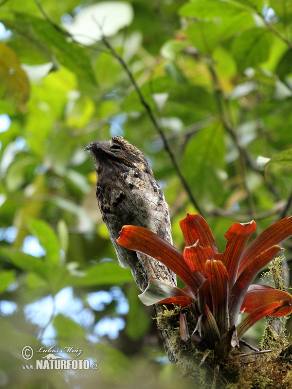 Nyctibius griseus