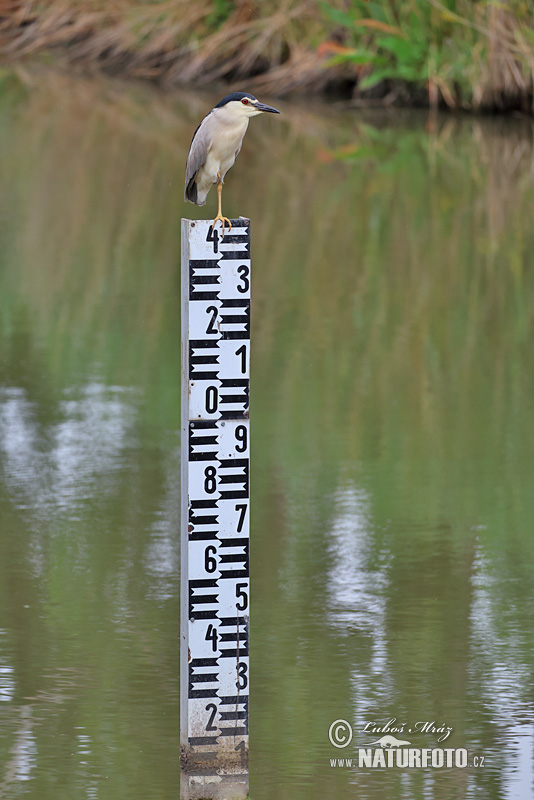 Nycticorax nycticorax