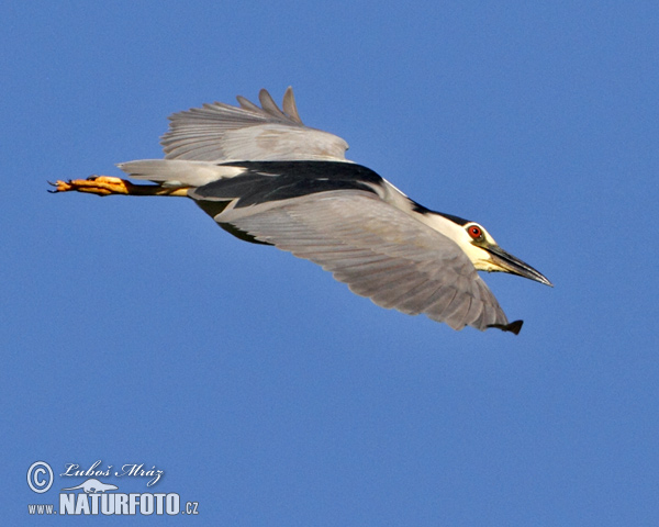 Nycticorax nycticorax