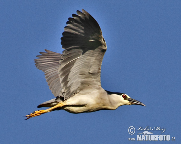 Nycticorax nycticorax